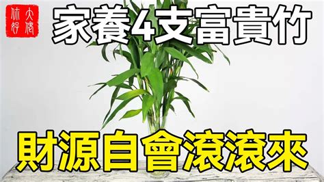 富貴竹4支